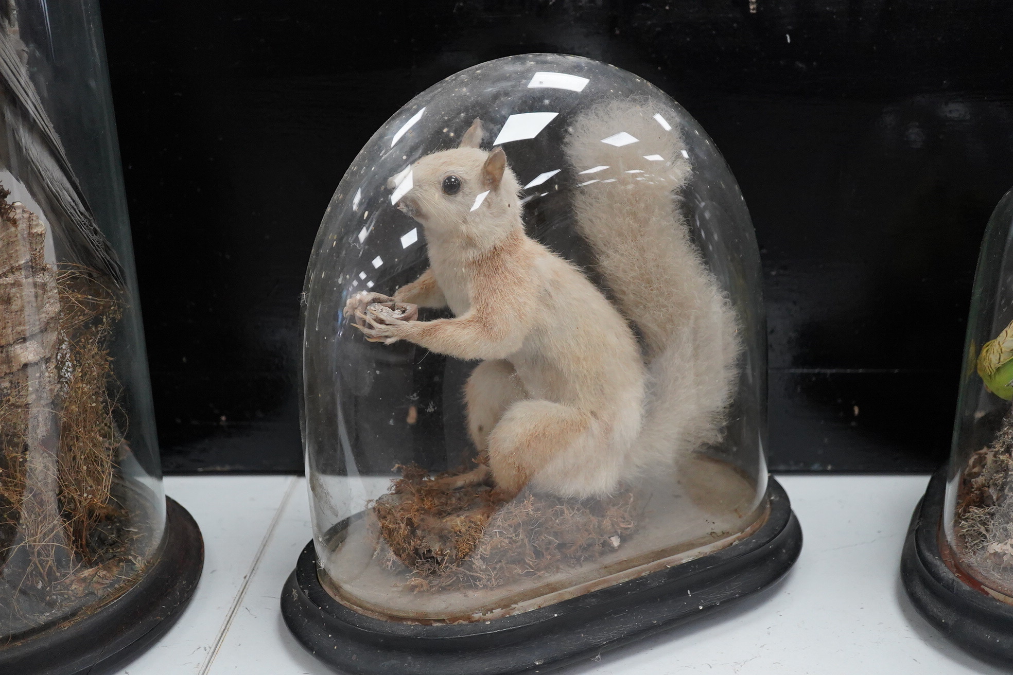 An early 20th century taxidermy pair of budgerigars and a red squirrel both under domes, tallest 27cm